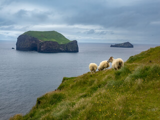 Sheep and bird colonies in the rugged landscapes of Storhofdi, Heimaey, Vestmannaeyjar (Westman...