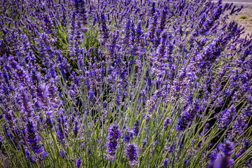 Obraz premium Close up of lavender flowers in peak bloom near Valensole