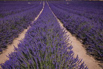 Fototapeta na wymiar Lots of rows of lavender bushes on sunny day.