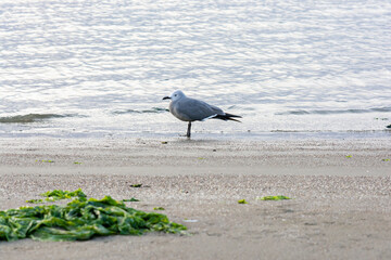 Flamingos heron seagull Birds at beach Paracas natural reservation park Ica Peru