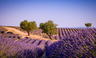 Crystal clear blue sky shines above purple lavender field in valensole.