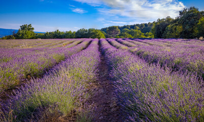 Full bloom flowers create purple lavender field in Luberon
