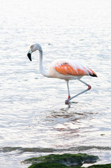 Flamingos heron seagull Birds at beach Paracas natural reservation park Ica Peru