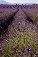 Fototapeta na wymiar Rows and rows of colorful lavender bushes near Valensole