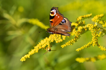 Peacock butterfly on yellow flowers