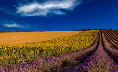 Sunflowers and purple lavender grow next to wheat field near Valensole