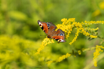 Peacock butterfly on yellow flowers