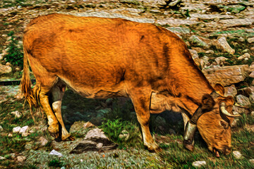 Close-up of a cow grazing on poor pasture filled with stones, on the highlands of the Serra da Estrela, in Portugal. Oil paint filter.