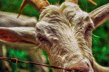 Close-up of goat next a fence in a farmhouse near the village of Joanopolis. A small rural town in the brazilian countryside. Oil paint filter.