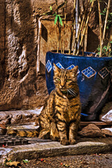Close-up of cat in front of a plant pot in Vence. A preserved medieval town in the Provence region, France. Oil paint filter.