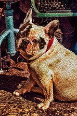 Close-up of friendly French Bulldog sitting in front of antique in a sunny day at Guarda. A rural small town in Portugal. Oil paint filter.