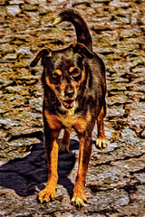 Sympathetic mutt dog standing on cobblestone alley at Linhares da Beira. A medieval hamlet in eastern Portugal. Oil paint filter.
