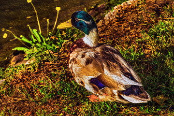 Close-up of a duck resting on lawn next to water at sunset in Weesp. A Quiet village full of canals in Netherlands. Oil paint filter.