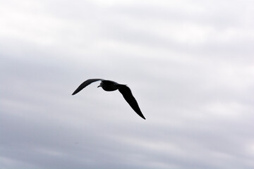 Flamingos heron seagull Birds at beach Paracas natural reservation park Ica Peru