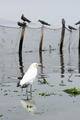 Flamingos heron seagull Birds at beach Paracas natural reservation park Ica Peru