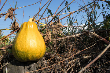 Pear-shaped pumpkin growing in the garden. Autumn landscape in Ukraine. Pumpkins in pumpkin patch. Ripe orange pumpkins with vine at the field against blue sky with white clouds. 