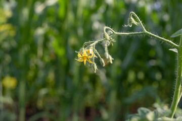 Tomato flower in the vegetable garden