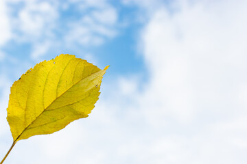 Yellow leaf against the sky