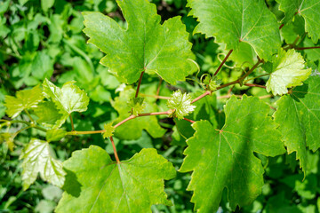 Young vine leaves illuminated by the bright sun