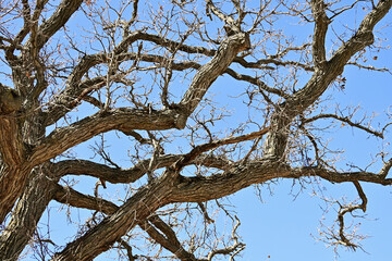Big Leafless Tree