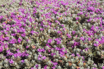 Fototapeta premium Leucophyllum candidum 'Thunder Cloud' in an urban landscape