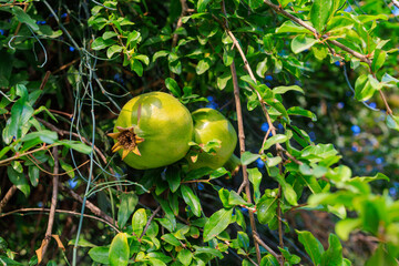 Pomegranate fruits ripen on trees in the garden. Natural background with selective focus and copy space