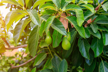 Avocado fruits ripen on a tree. Natural background with copy space