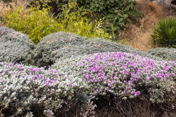 Obraz premium Leucophyllum candidum 'Thunder Cloud' in an urban landscape