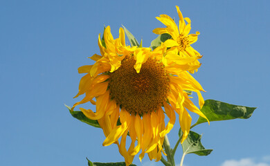 Sunflower flower against the blue sky