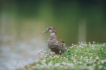 Mallard duck walking in the grass and white flowers, with a beautiful green background