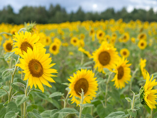 Obraz premium Common sunflower (Helianthus annuus) field, farming concept, sunflower seeds