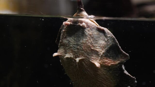 Mata mata turtle floating underwater