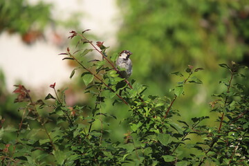 House sparrow (Passer domesticus) perched on shrub branch with green leaves, Poland