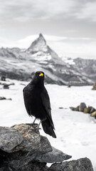 Schwarze Rabe vor Zermatt 