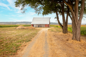 Vintage Abandoned Wooden Barn Surrounded By Cornfields Aerial drone view of an old derelict barn,...