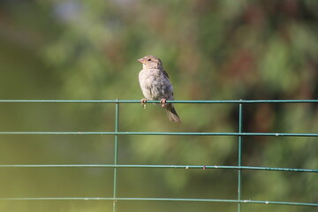 Juvenile house sparrow (Passer domesticus) perched on metal fencing, Poland