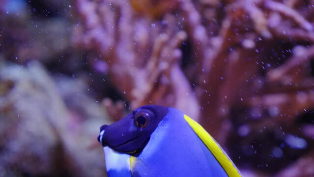 A blue tang surgeon fish floating around and opening  his mouth.