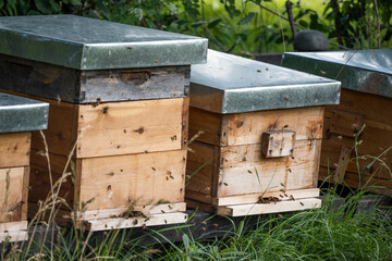 Wooden bee hives on apiary on grass
