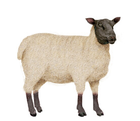 mouton, tête noir, animal, agneau, ferme, laine, gazon, mammifère, agriculture, blanc, champ, nature, brebis, debout, fêta, fond blanc, bétail, prairie