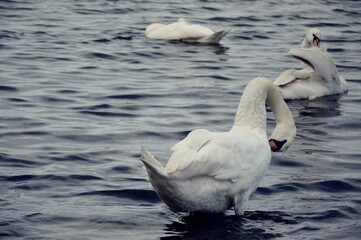 swans