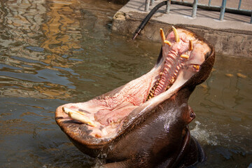 hippopotamus that has an open mouth