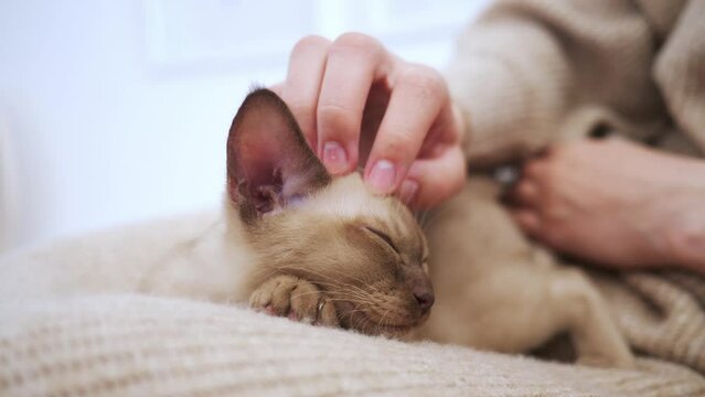 Playful and happy kitten in the hands of owner. girl stroking kitten. Portrait of cute burmese cat, domestic kitty cat lying on hands. Sleep cat. Concept of happy adorable pets.
