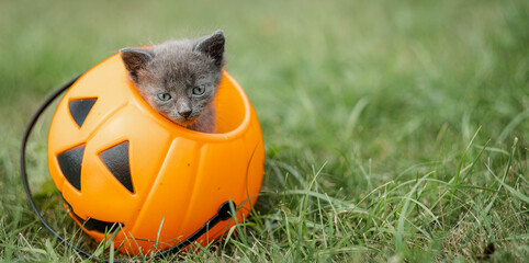 Halloween cat, Jack o lantern pumpkin and grey kitten on green grass, Bright colorful Halloween...