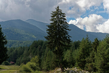 mountain landscape with trees and clouds