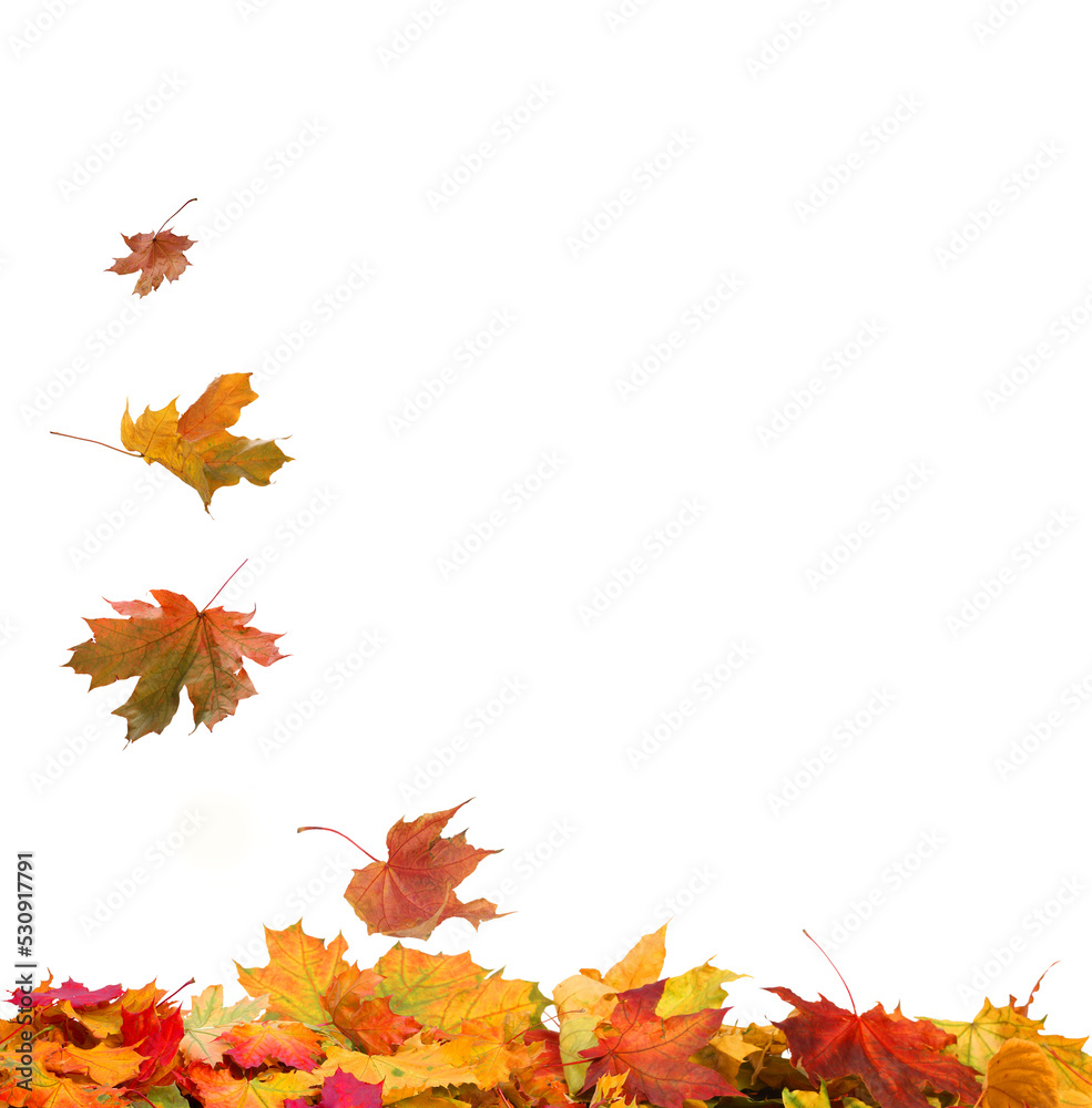 Canvas Prints autumn falling maple leaves isolated on white background