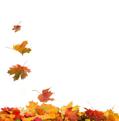 Autumn falling maple leaves isolated on white background