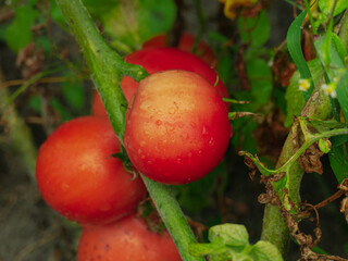 Ogród po deszczu. Krzaki pomidorów z dojrzałymi, czerwonymi owocami, liśćmi i łodygami...
