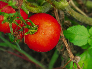 Ogród po deszczu. Krzaki pomidorów z dojrzałymi, czerwonymi owocami, liśćmi i łodygami...