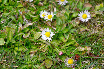 Small chamomile flowers on green meadow. close up