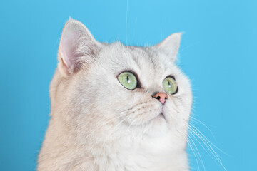 Close up of beautiful white cat on a blue background,
